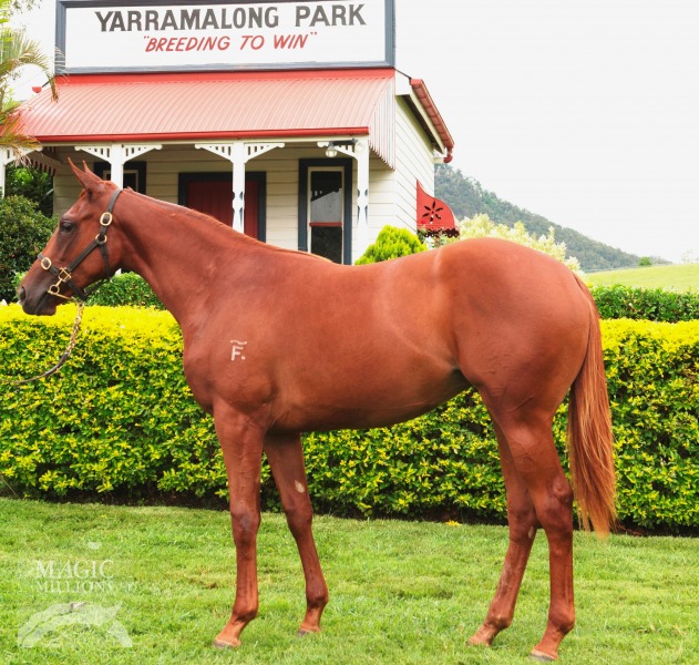 Sepoy (AUS) / Night at the Opera (AUS) - photo 1