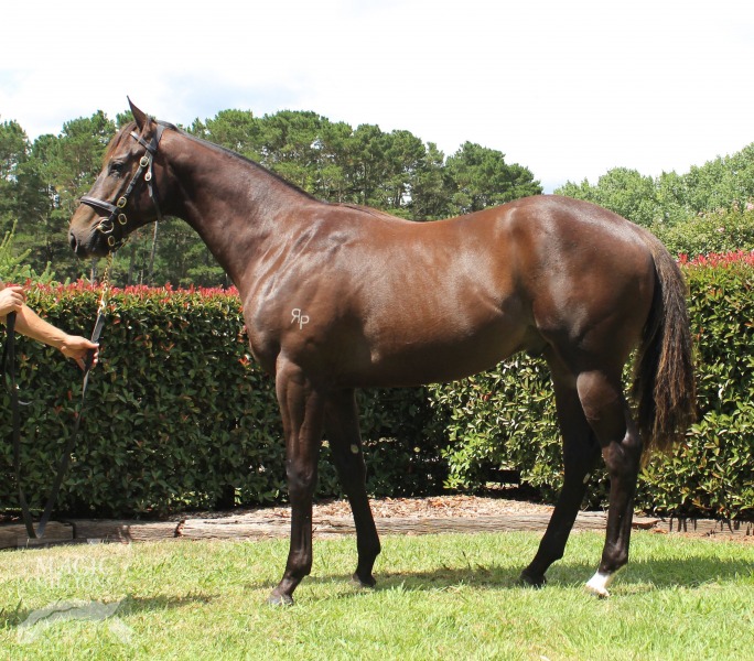 Delago Deluxe (AUS) / Occasio (AUS) - photo 1