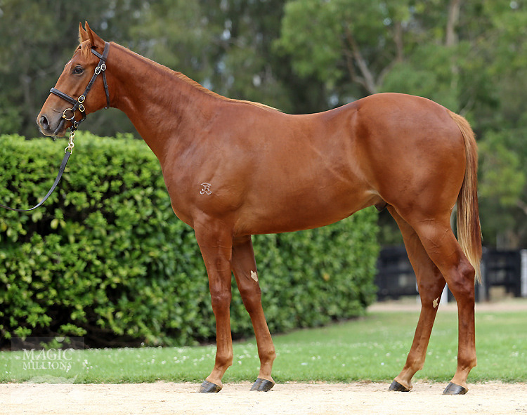 Choisir (AUS) / Primarose (AUS) - photo 1