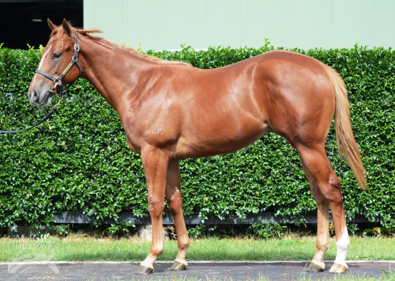 Choisir (AUS) / Princess Qualo (AUS) - photo 1