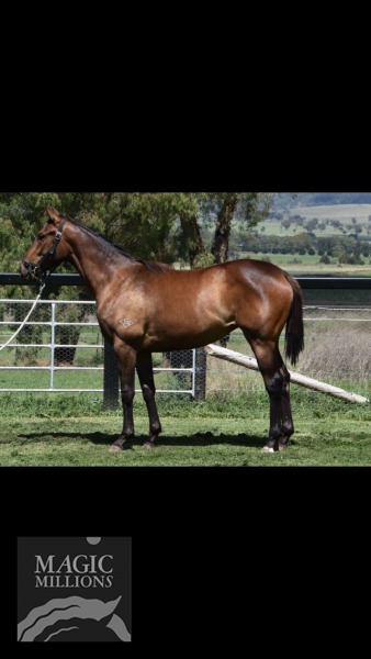I Am Invincible (AUS) / Reflection Of Jade (AUS) - photo 1