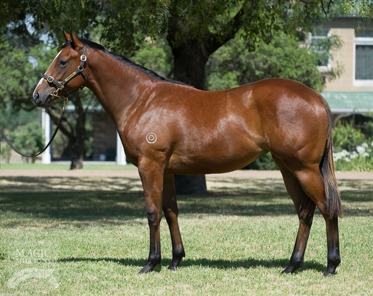 Snitzel (AUS) / Refugee (IRE) - photo 1