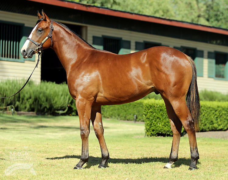 Zizou (AUS) / Shantha's Girl (AUS) - photo 1