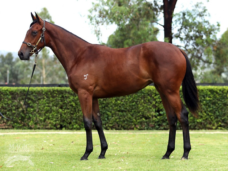 Magic Albert (AUS) / Shine on Anna (AUS) - photo 1