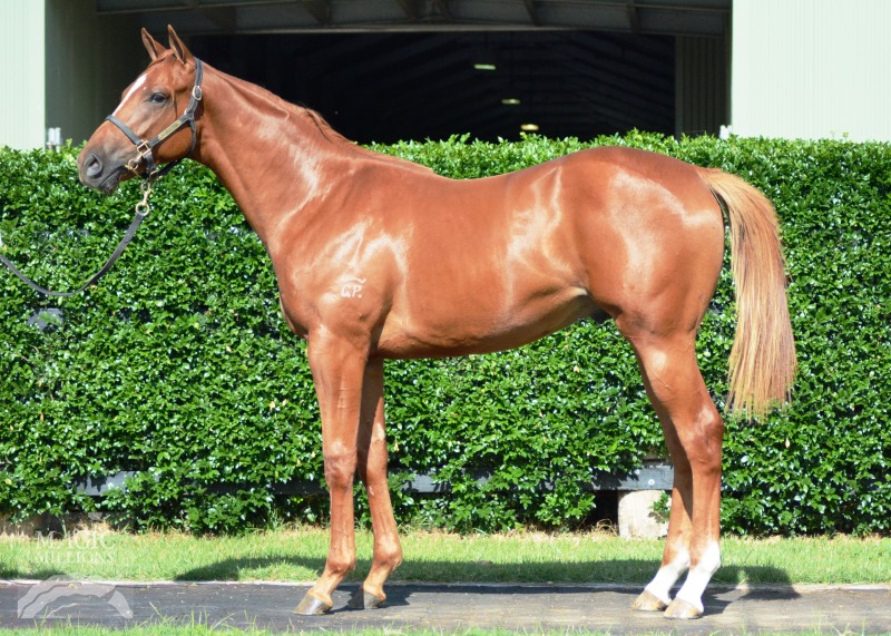 Rothesay (AUS) / Show a Princess (AUS) - photo 1