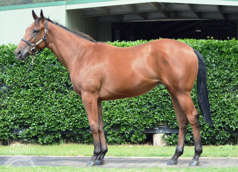 Rothesay (AUS) / Silken Appeal (AUS) - photo 1