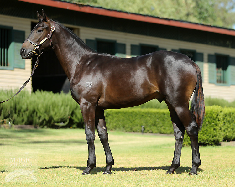 Myboycharlie (IRE) / Sky Love (AUS) - photo 1