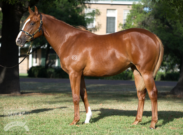 Mossman (AUS) / Starry Light (NZ) - photo 1