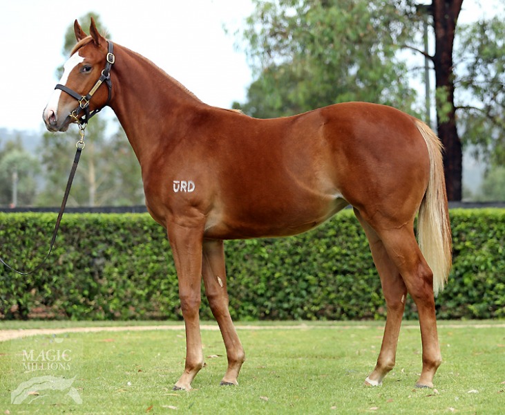 Sugarcone (AUS) - photo 1