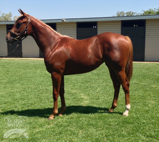 Wanted (AUS) / Suite Lioness (AUS) - photo 1