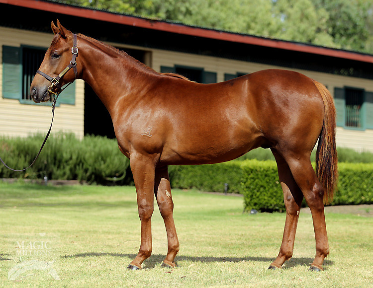 Excites (AUS) / Superb Lady (AUS) - photo 1