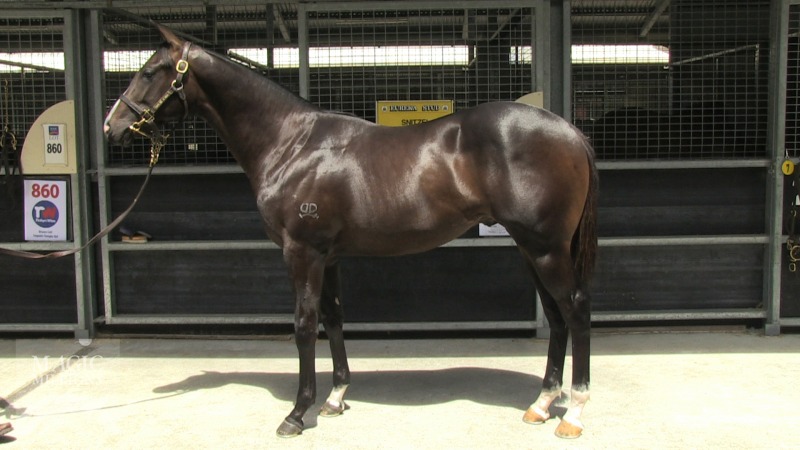 Sequalo (AUS) / Temple Girl (AUS) - photo 1