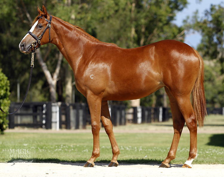 Excelebration (IRE) / Vereza (NZ) - photo 1