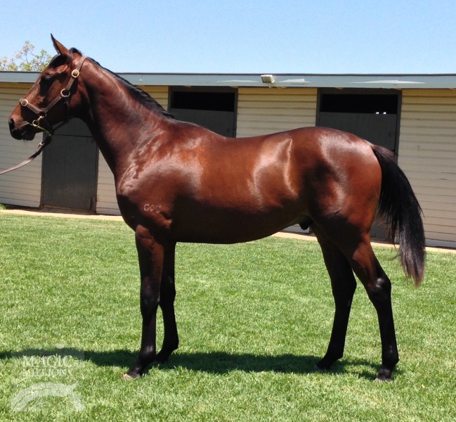 Zoffany (IRE) / Wisp O' Will (AUS) - photo 1