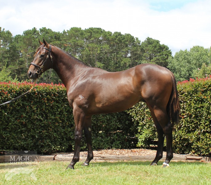 All American (AUS) / Addictive (AUS) - photo 1