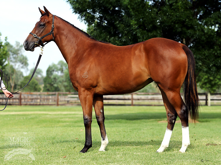 Starcraft (NZ) / Amalie (AUS) - photo 1