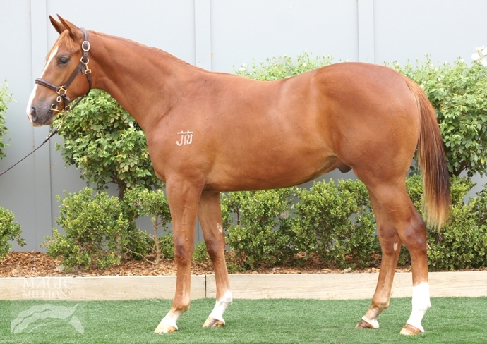 Star Witness (AUS) / Andromeda (AUS) - photo 1