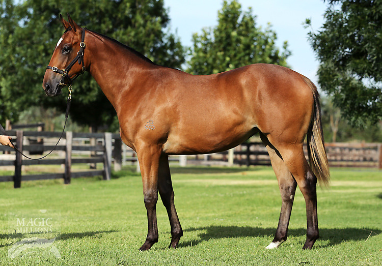 Everyday Lady (AUS) - photo 1