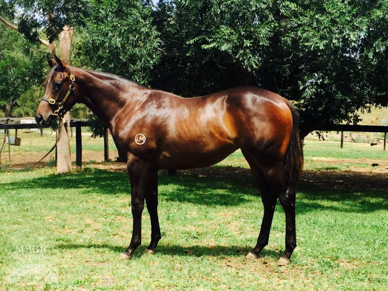 Foxwedge (AUS) / Arundel (AUS) - photo 1