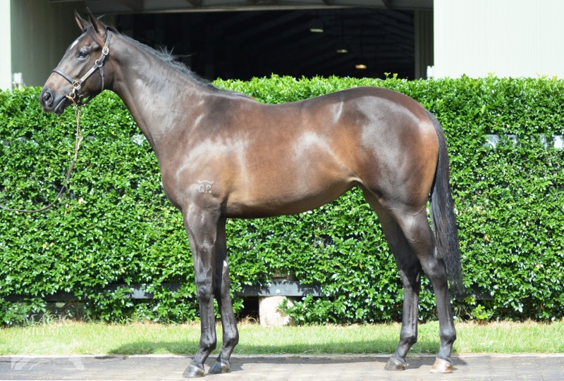 Real Coco (AUS) - photo 1