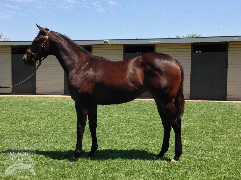Nicconi (AUS) / Baroque Pearl (AUS) - photo 1
