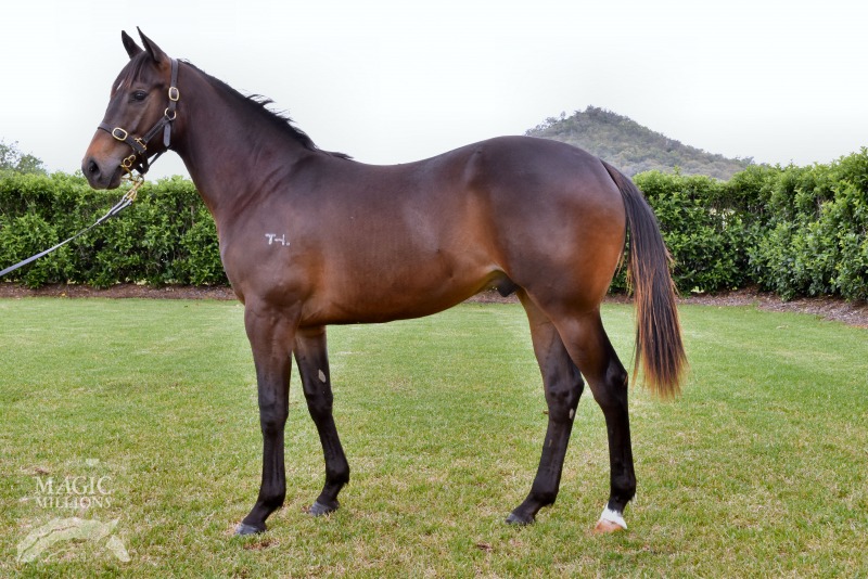 Stryker (AUS) / Barsha (AUS) - photo 1