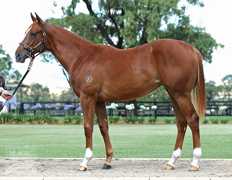 Shesees Everything (AUS) - photo 1