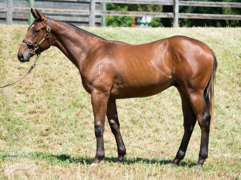 Star Witness (AUS) / Blushful (AUS) - photo 1