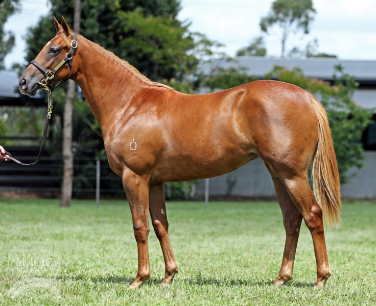 Zoffany (IRE) / Bowmiss (AUS) - photo 1