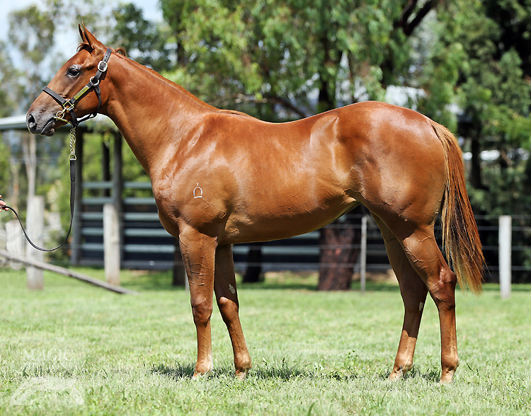 Hi Lizzy (AUS) - photo 1