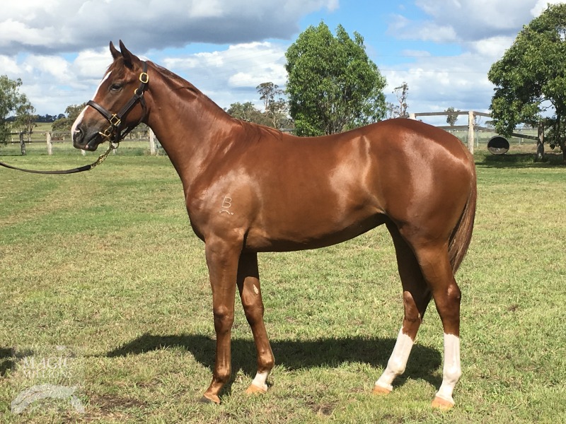 Helmet (AUS) / Champagnecharlotte (AUS) - photo 1