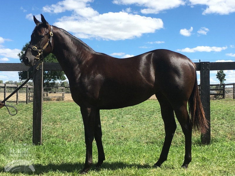 Denman (AUS) / Cheeky Order (AUS) - photo 1