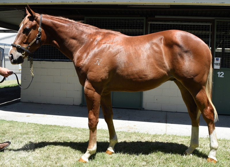 Golden Archer (AUS) / Colonial Lass (AUS) - photo 1