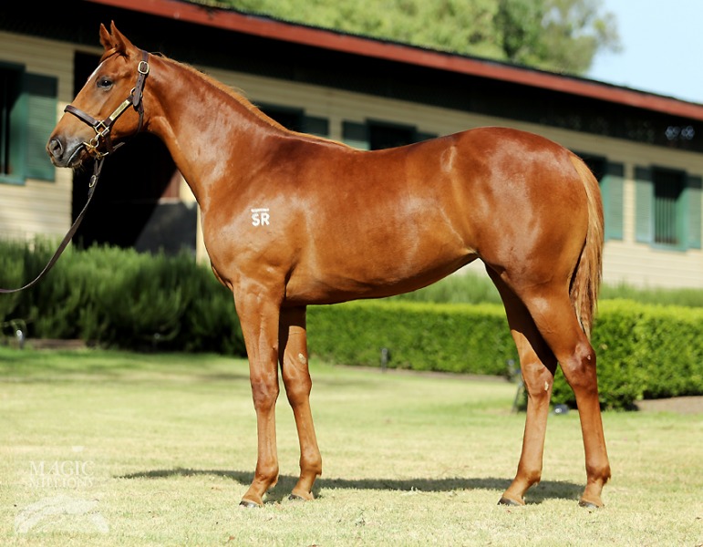 Reset (AUS) / Countess Christie (AUS) - photo 1