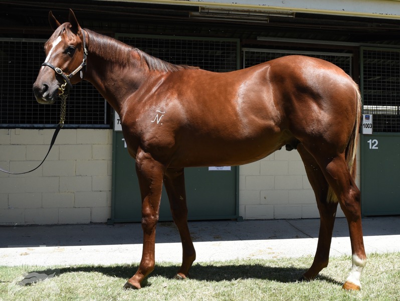 Rothesay (AUS) / Countess Dehere (AUS) - photo 1