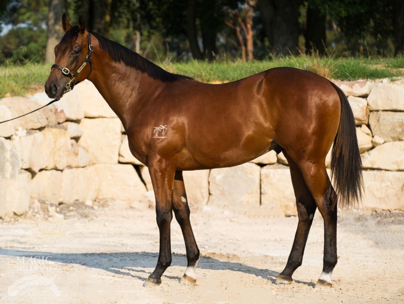 Bernardini (USA) / Cumbria (GB) - photo 1