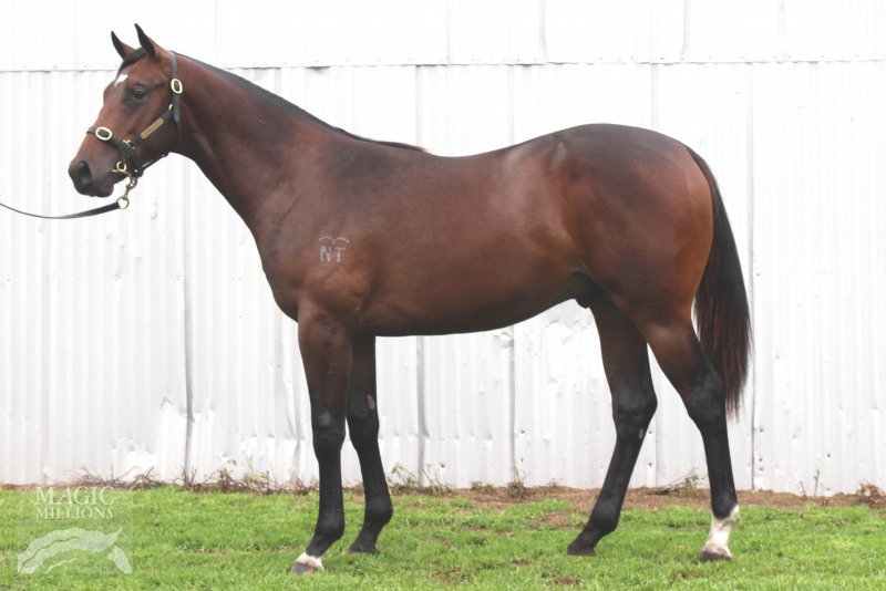 Excelebration (IRE) / Danahere (NZ) - photo 1