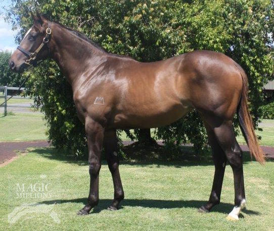 Foxwedge (AUS) / De Lago Lass (AUS) - photo 1