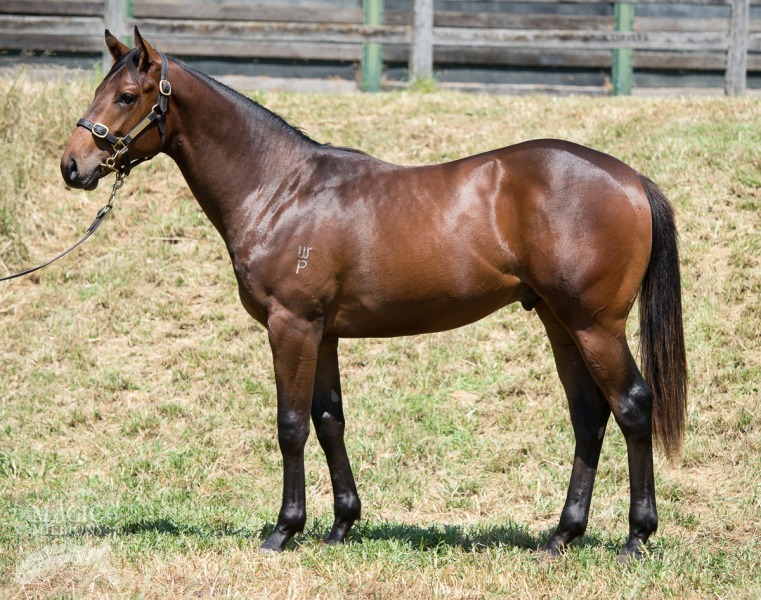 Testa Rossa (AUS) / Diamond De Triano (USA) - photo 1