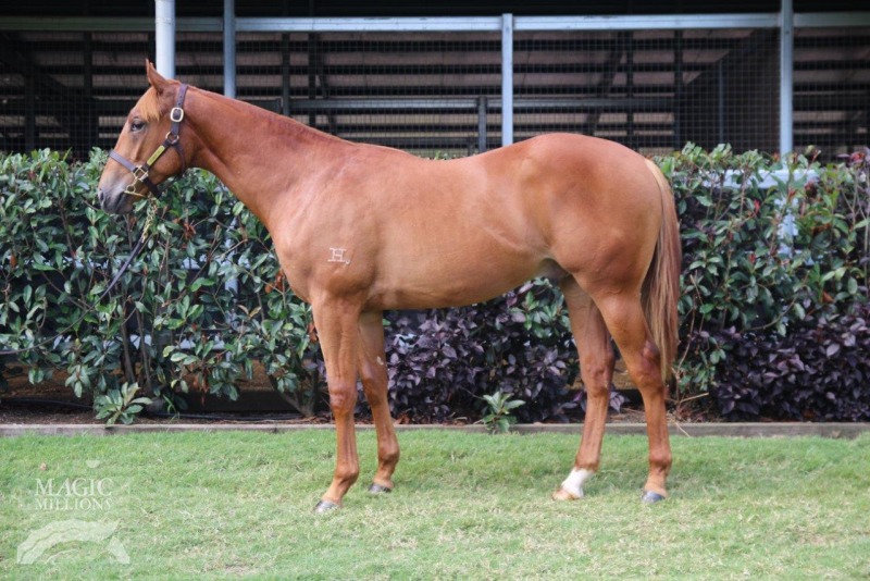 Reset (AUS) / Direct Flight (AUS) - photo 1