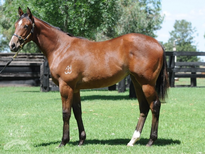 Choisir (AUS) / Donna's Appeal (AUS) - photo 1