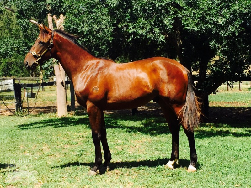 Foxwedge (AUS) / Dubious Affair (NZ) - photo 1