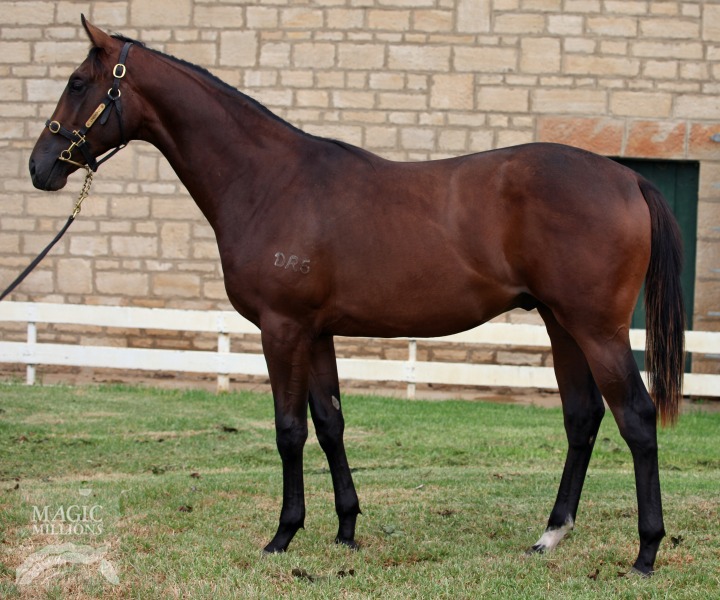 Nicconi (AUS) / Eclise (AUS) - photo 1