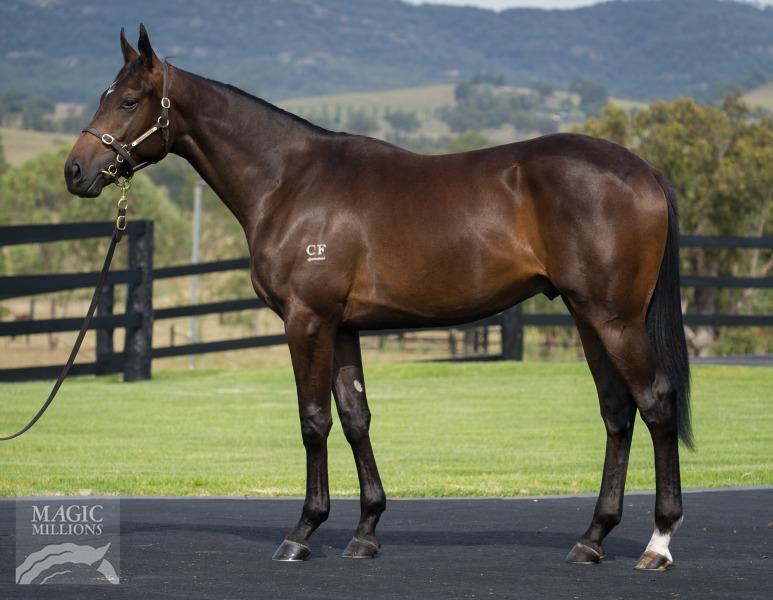 Casino Prince (AUS) / Elyria (AUS) - photo 1