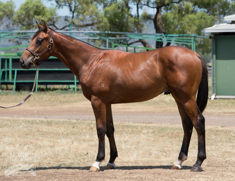 Star Witness (AUS) / Enrich (USA) - photo 1