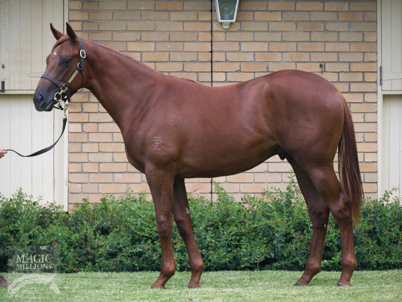 Mulaazem (AUS) / Ensejaam (AUS) - photo 1