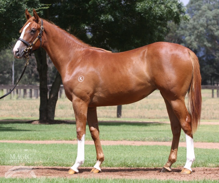 Star Witness (AUS) / Exacta Factor (AUS) - photo 1