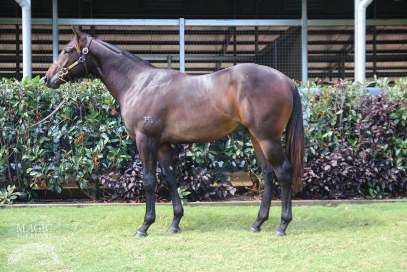 Red Element (AUS) / Fairy Flight (IRE) - photo 1