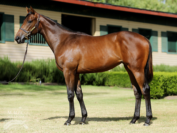 Manhattan Rain (AUS) / Floral Brook (AUS) - photo 1