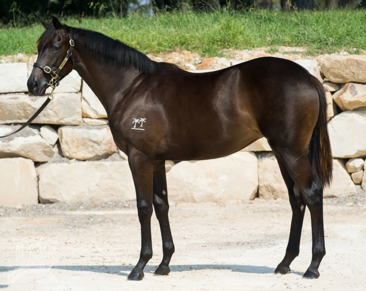 I Am Invincible (AUS) / Frilly Filly (NZ) - photo 1